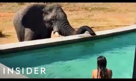 Swim Up Close With Elephants In This Pool