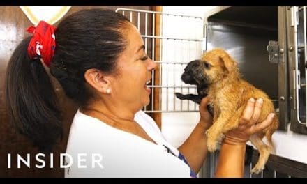 Organization Rescues Abandoned Dogs From Puerto Rico