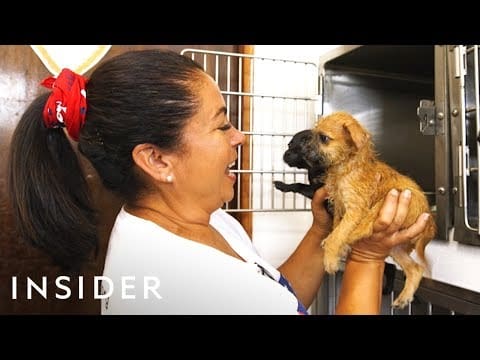 Organization Rescues Abandoned Dogs From Puerto Rico