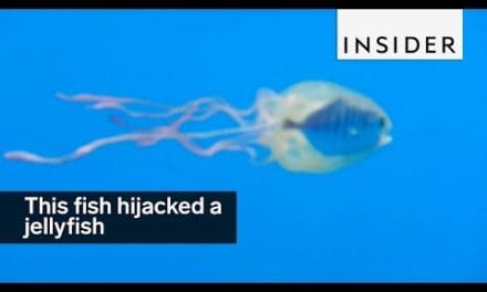 This fish hijacked a jellyfish