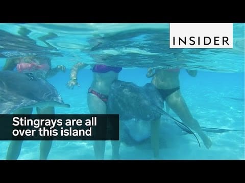 This sandbar in the Cayman Islands is Stingray City