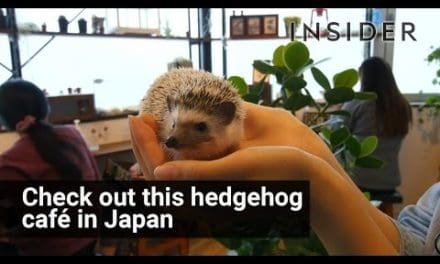 Japanese hedgehog café