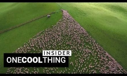 Drone footage of sheep herding is beautiful | One Cool Thing