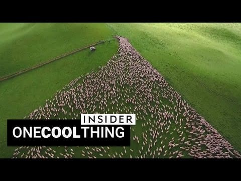 Drone footage of sheep herding is beautiful | One Cool Thing