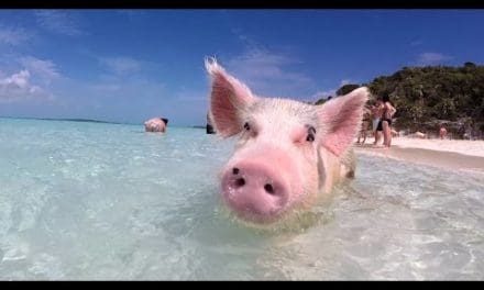 Swim with the pigs in this tropical paradise