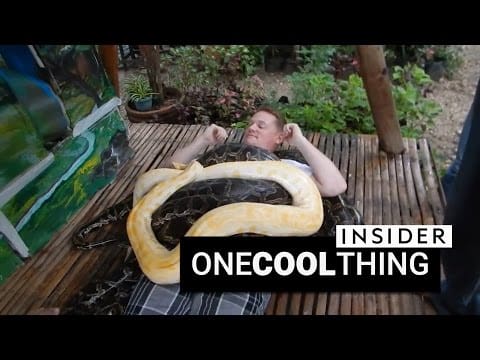 Get a massage from four giant pythons | One Cool Thing