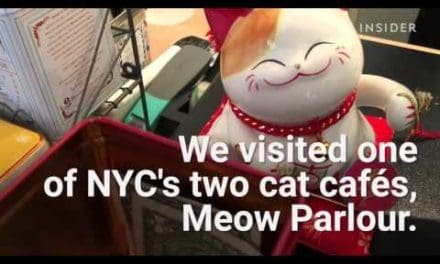 This cat cafe is heaven for cat lovers