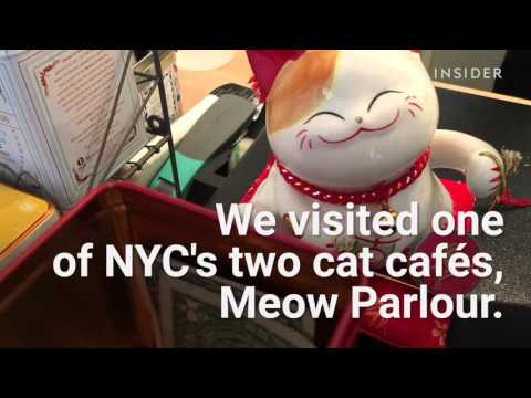 This cat cafe is heaven for cat lovers